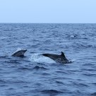 Dolphins