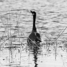 Canada Goose