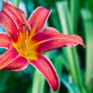 Bloom