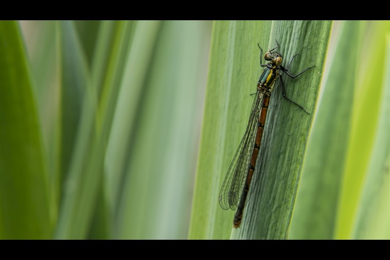 Odonata