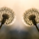 Insieme / Together