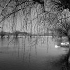 Salice senza lacrime / Tearless Willow