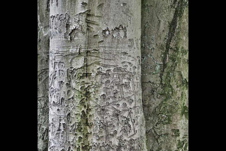 Graffiti