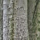 Graffiti