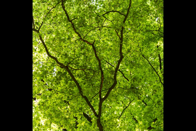 Fresh green