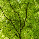 Fresh green