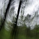 Forest Waves