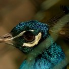 In captivity