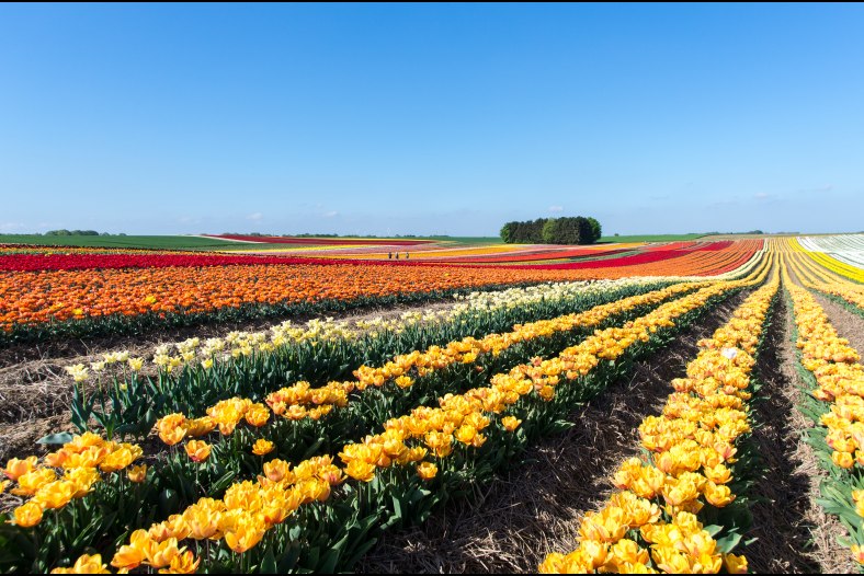 tulip field