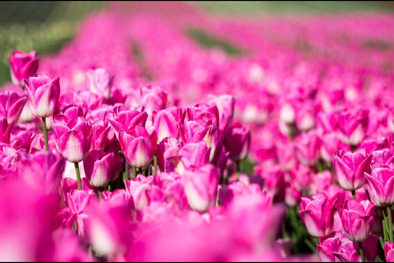 pink tulips