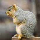 'Wanted' - for stealing nuts