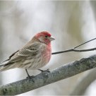 'Out on a Limb'