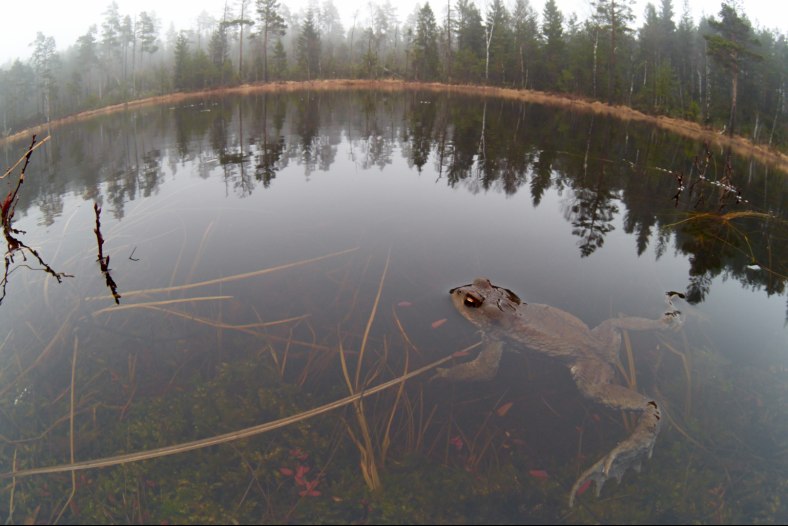 Toad