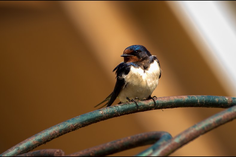 Swallow