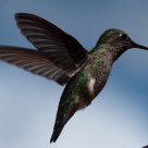 Hummingbird 2013