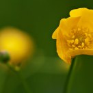 Yellow & green
