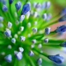 agapanthus, becoming
