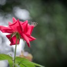Butterfly loves Rose