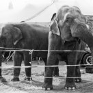 Elephants