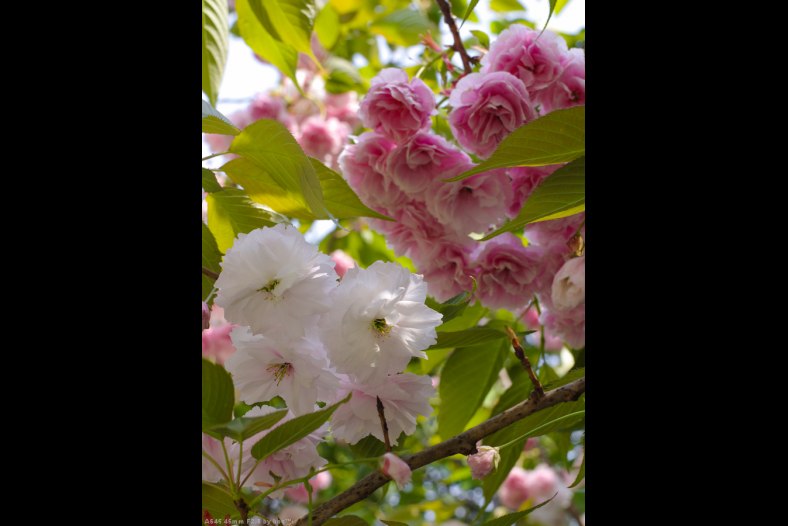 SAKURA FLOWERS